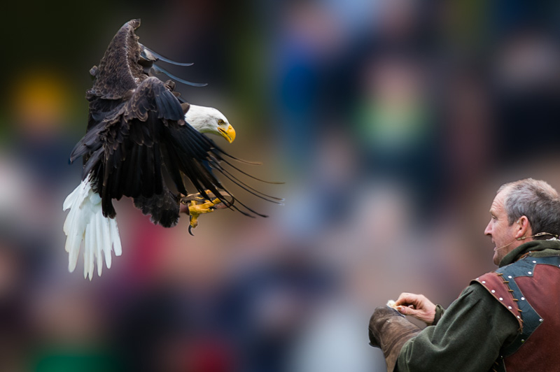 warwick-castle-birds-prey-travel-blogger-lifestyle-review-uk-eagle-3