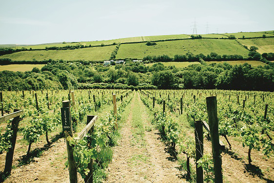 Book Review & Competition : Vineyards of England and Wales - Sparkling Wine