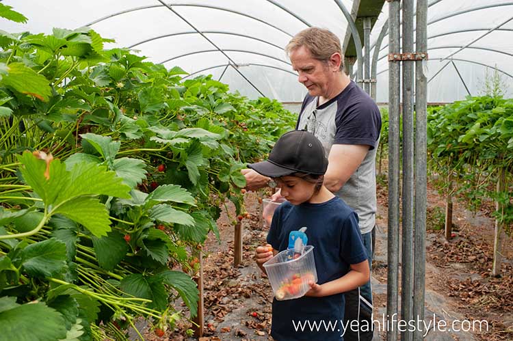 Family Day Out Review: Woore Fruit Farm to Pick Strawberries