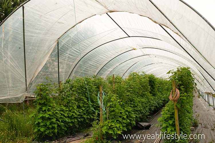 Family Day Out Review: Woore Fruit Farm to Pick Strawberries