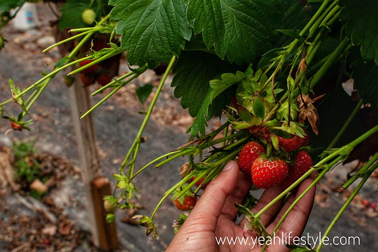 Family Day Out Review: Woore Fruit Farm to Pick Strawberries