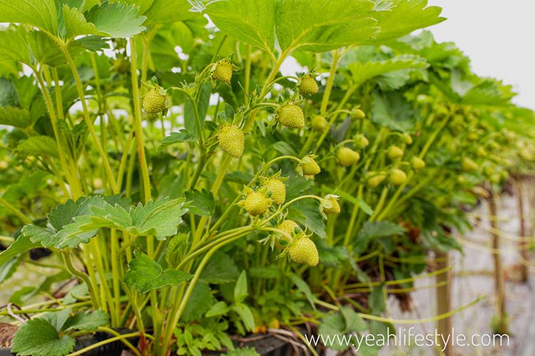 Family Day Out Review: Woore Fruit Farm to Pick Strawberries
