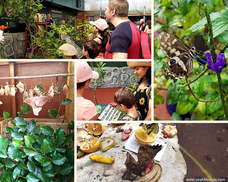 Family Day Out Review: Stratford-Upon-Avon Butterfly Farm