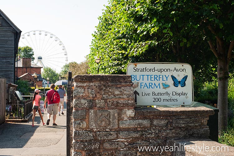 Family Day Out Review: Stratford-Upon-Avon Butterfly Farm