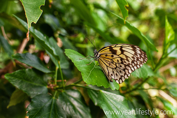 Family Day Out Review: Stratford-Upon-Avon Butterfly Farm