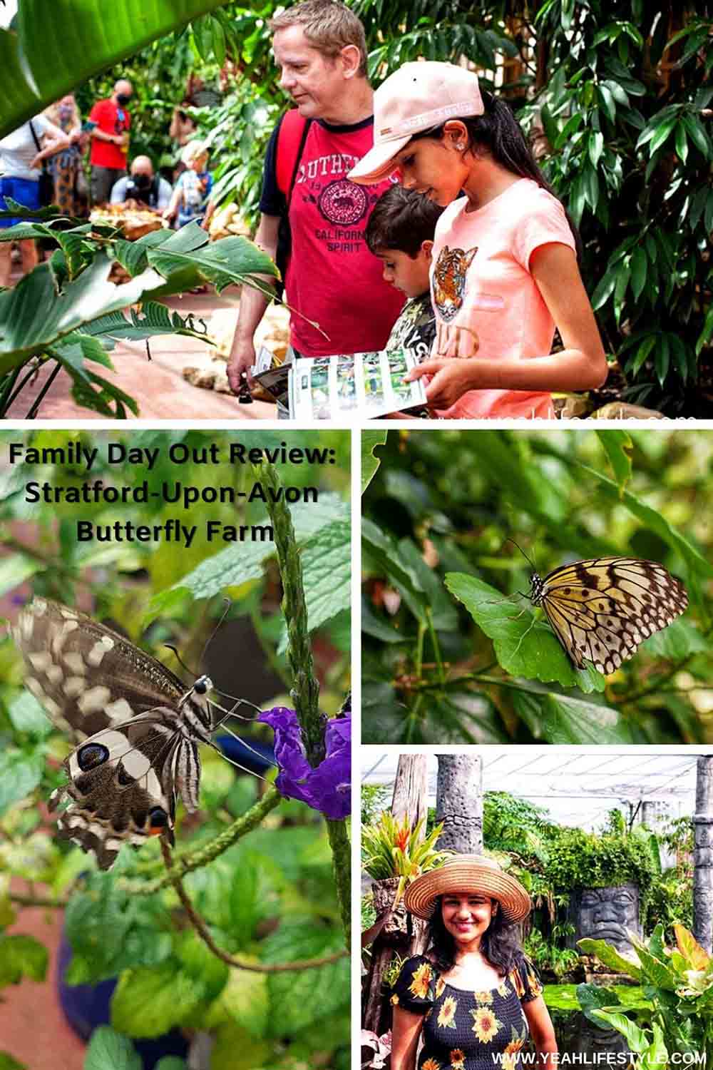 Family Day Out Review: Stratford-Upon-Avon Butterfly Farm