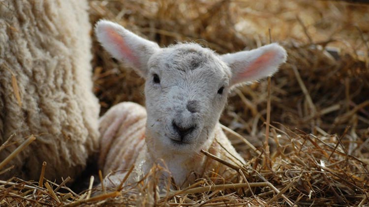 Reaseheath College's Lambing & Zoo Weekends 2022