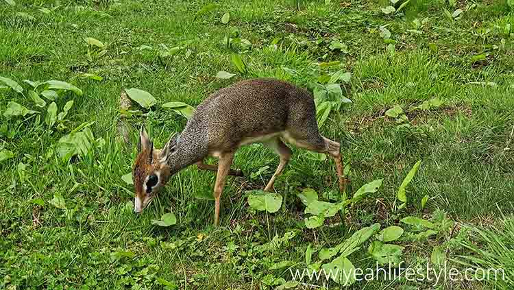 Kirk's Dik dik at Peak Wildlife Park