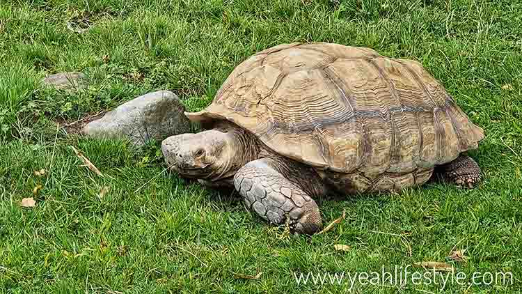 Tortoise at Peak Wildlife Park