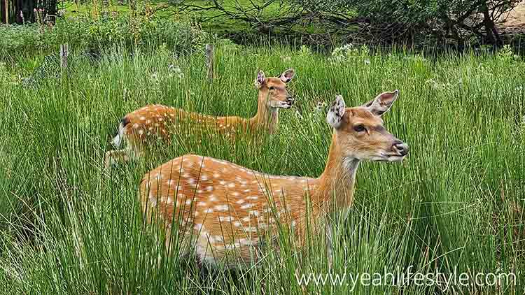 Bambi deer at Peak Wildlife Park