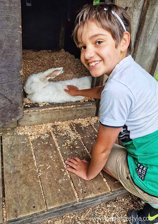 Boy stroking rabbit at Peak Wildlife Park