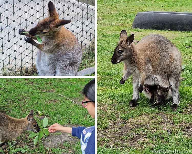 Wallabies at Peak Wildlife Park