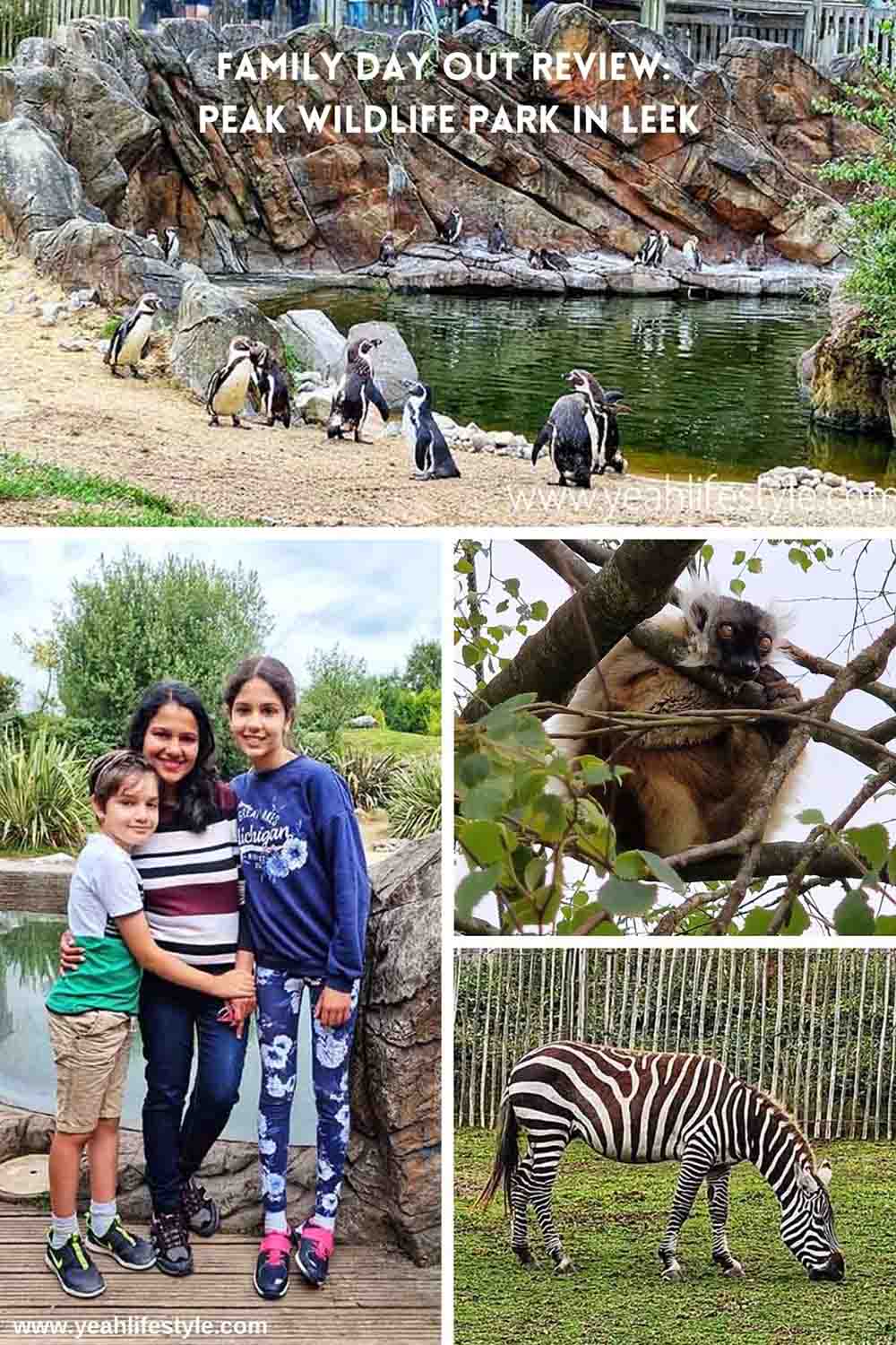 Collage photos of animals and family at Peak Wildlife Park
