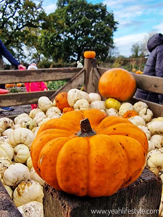 Libbys Pumpkin Patch