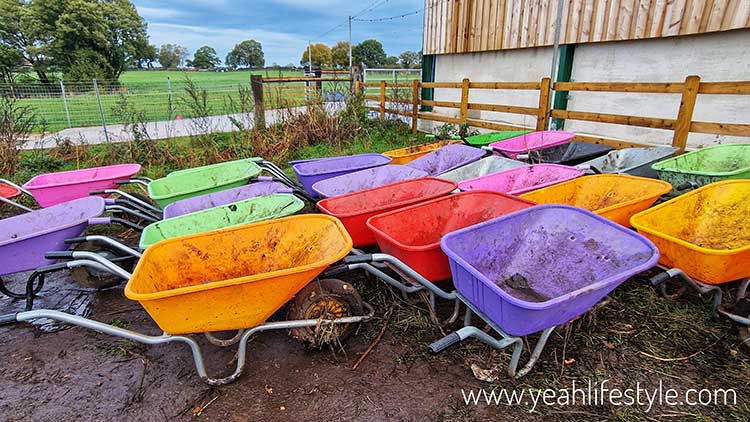 Wheelbarrows at Libbys Pumpkin Patch in Cheshire