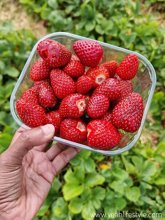Family Day Out Review: Bearstone Fruit Farm