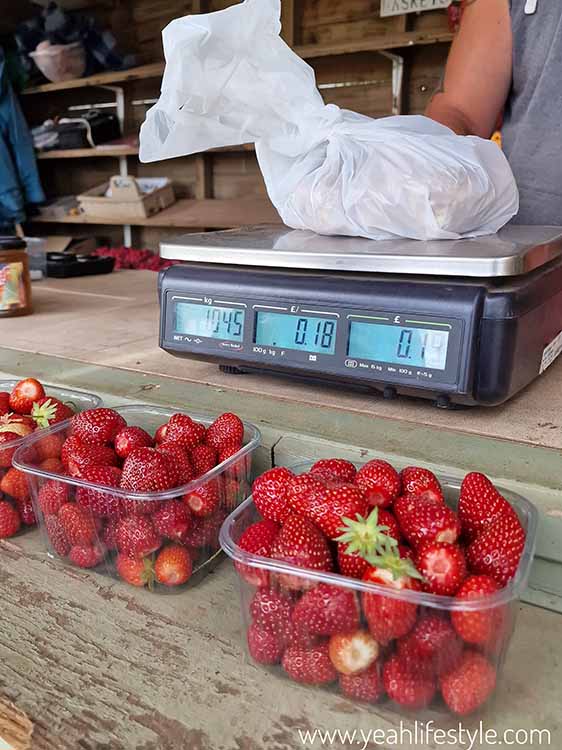 Family Day Out Review: Bearstone Fruit Farm