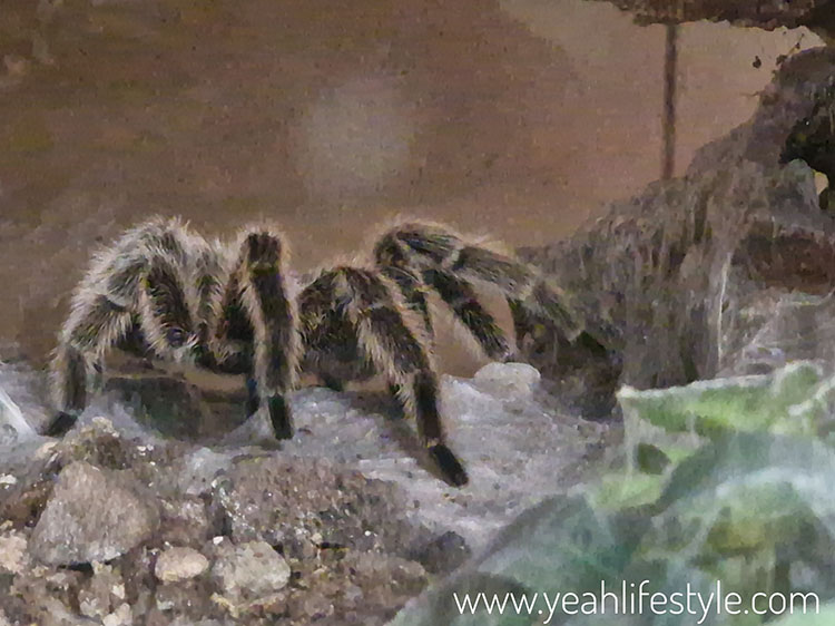 Family Outing Review: Gentleshaw Wildlife Centre