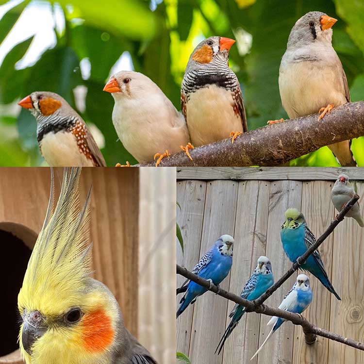 Family Outing Review: Gentleshaw Wildlife Centre