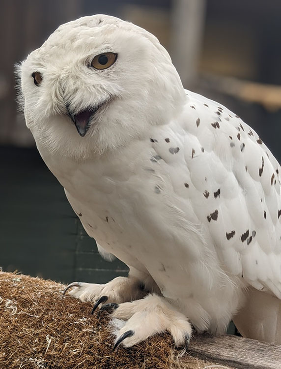 Family Outing Review: Gentleshaw Wildlife Centre
