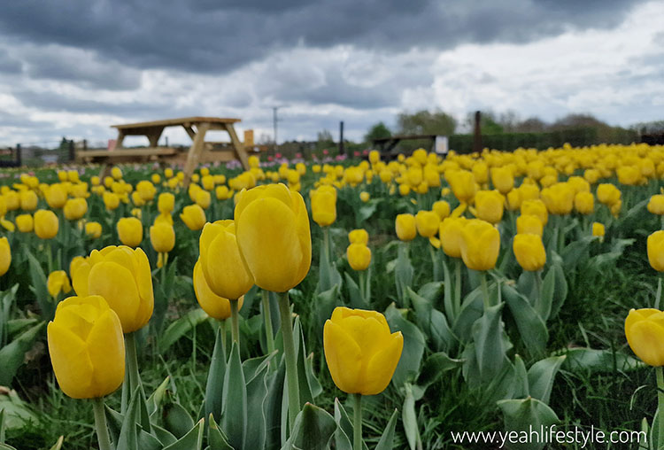 Easter Family Outing Review: Play @ Lower Drayton Farm