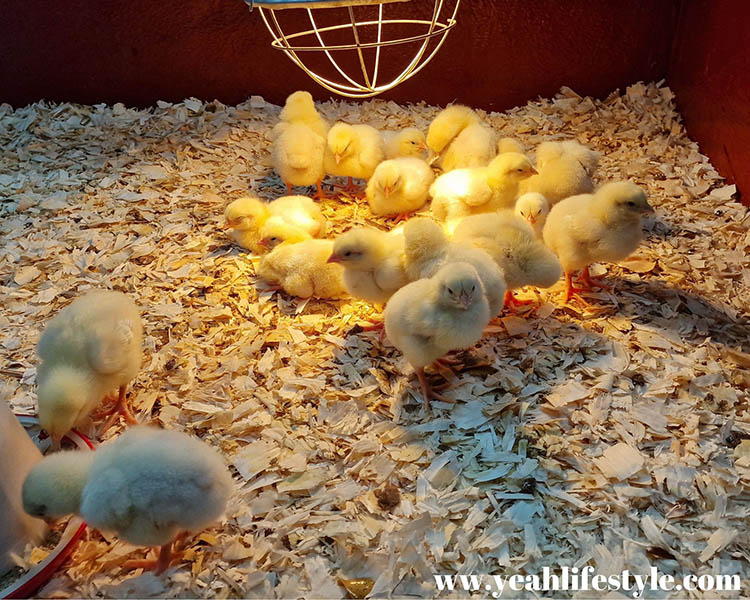 Easter Family Outing Review: Play @ Lower Drayton Farm