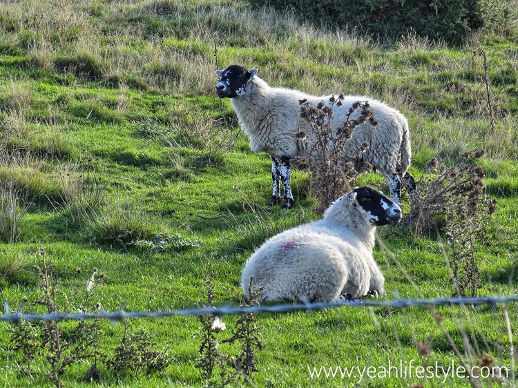 Walking the Roaches: A Beautiful Day Out in the Peak District